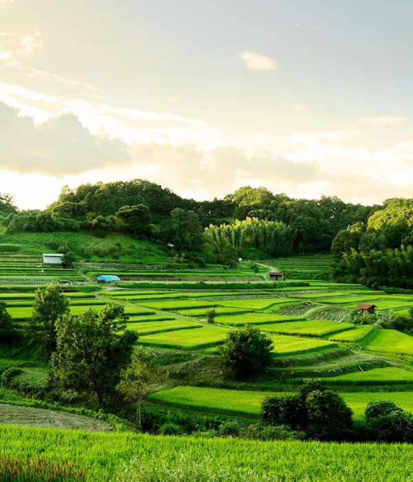 奈良県明日香村の棚田風景