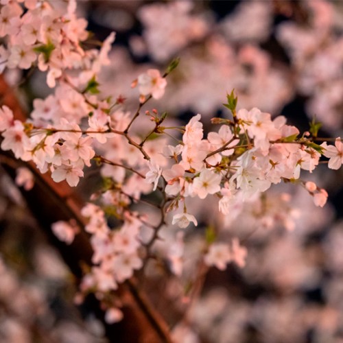 石舞台古墳夜桜ライトアップ 2023