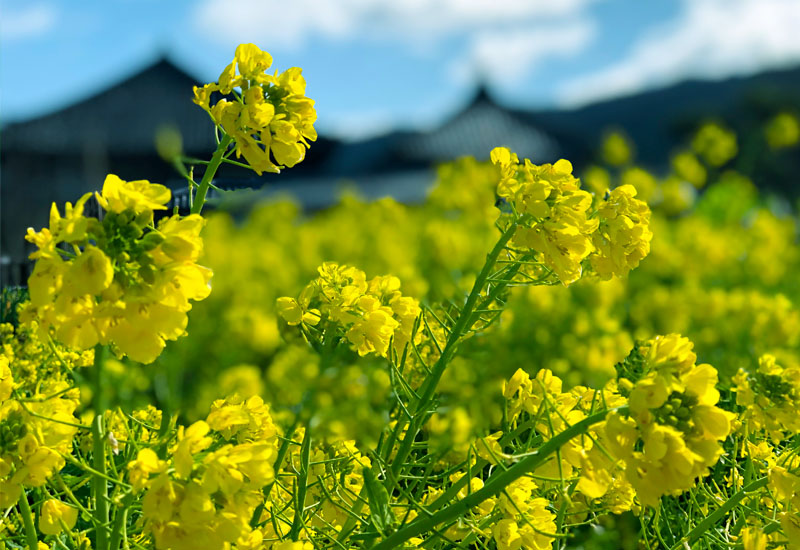 明日香村の菜の花