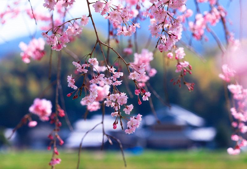 明日香村の桜