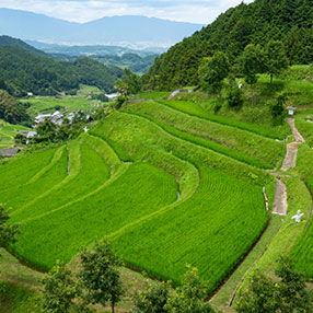 明日香村の稲渕棚田