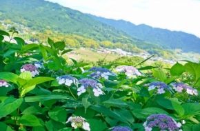 国営飛鳥歴史公園・甘樫丘地区