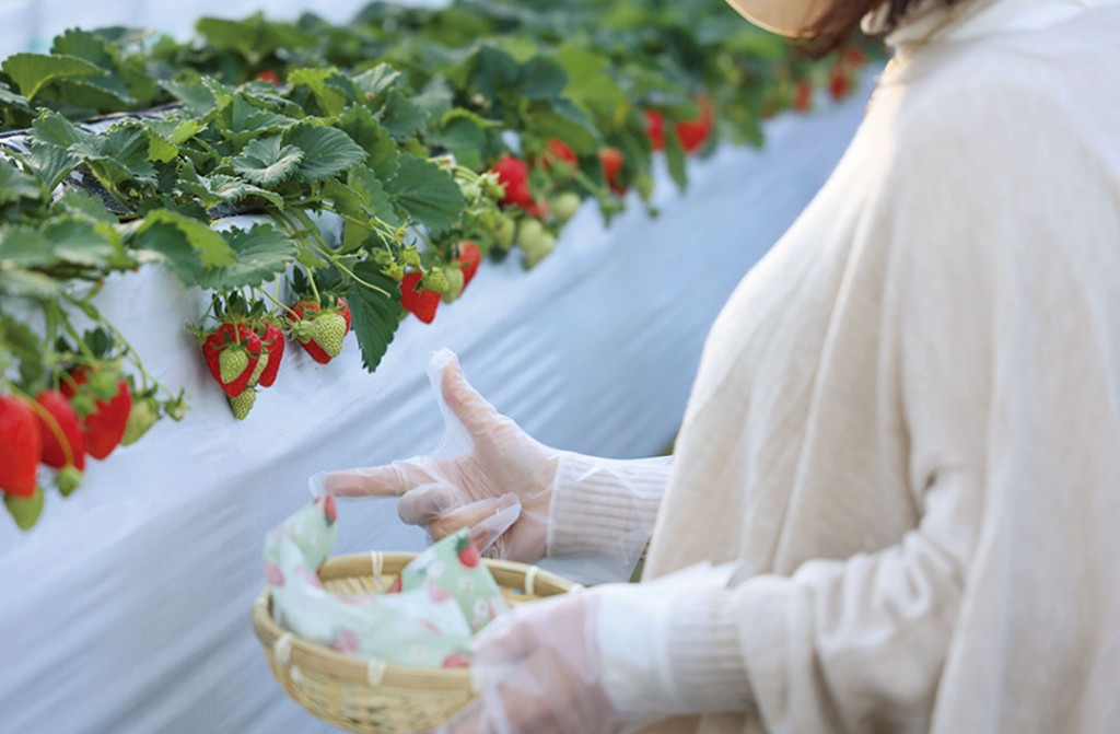明日香村で早朝の苺摘みとスイーツ作り体験
