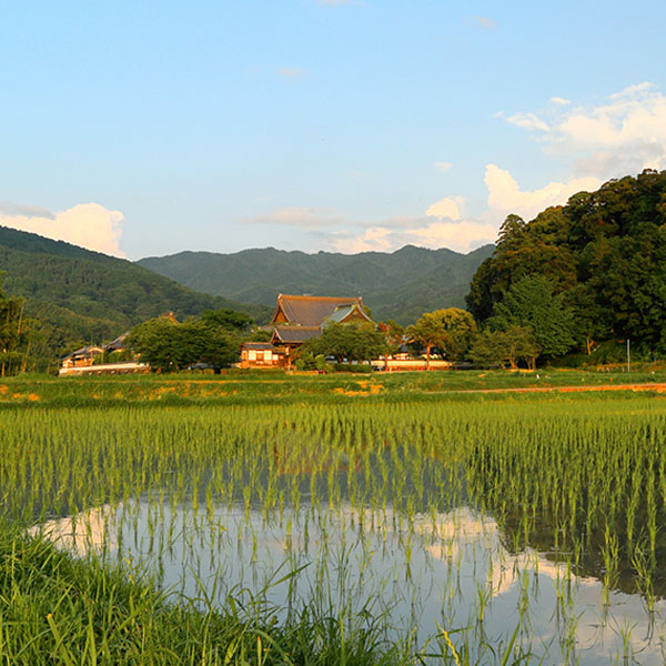 奈良県明日香村の田園風景