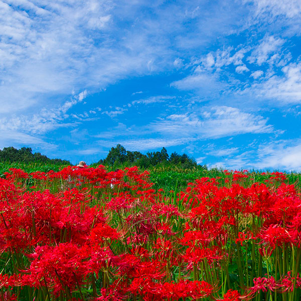 奈良県明日香村の彼岸花