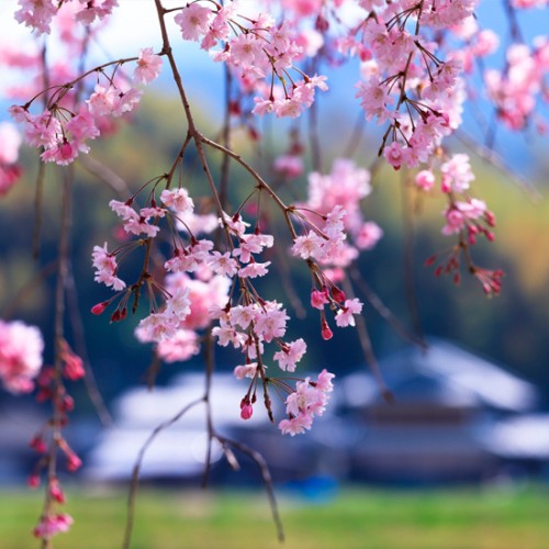 明日香村の桜