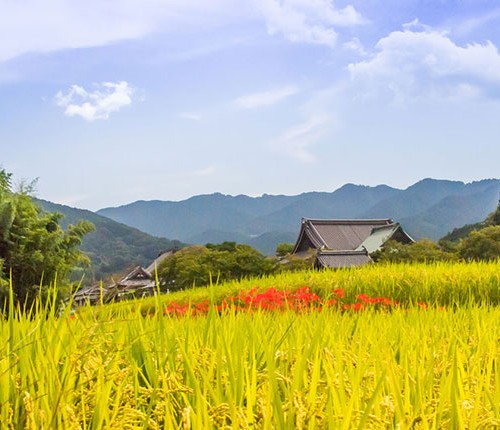 奈良県明日香村の彼岸花の景色