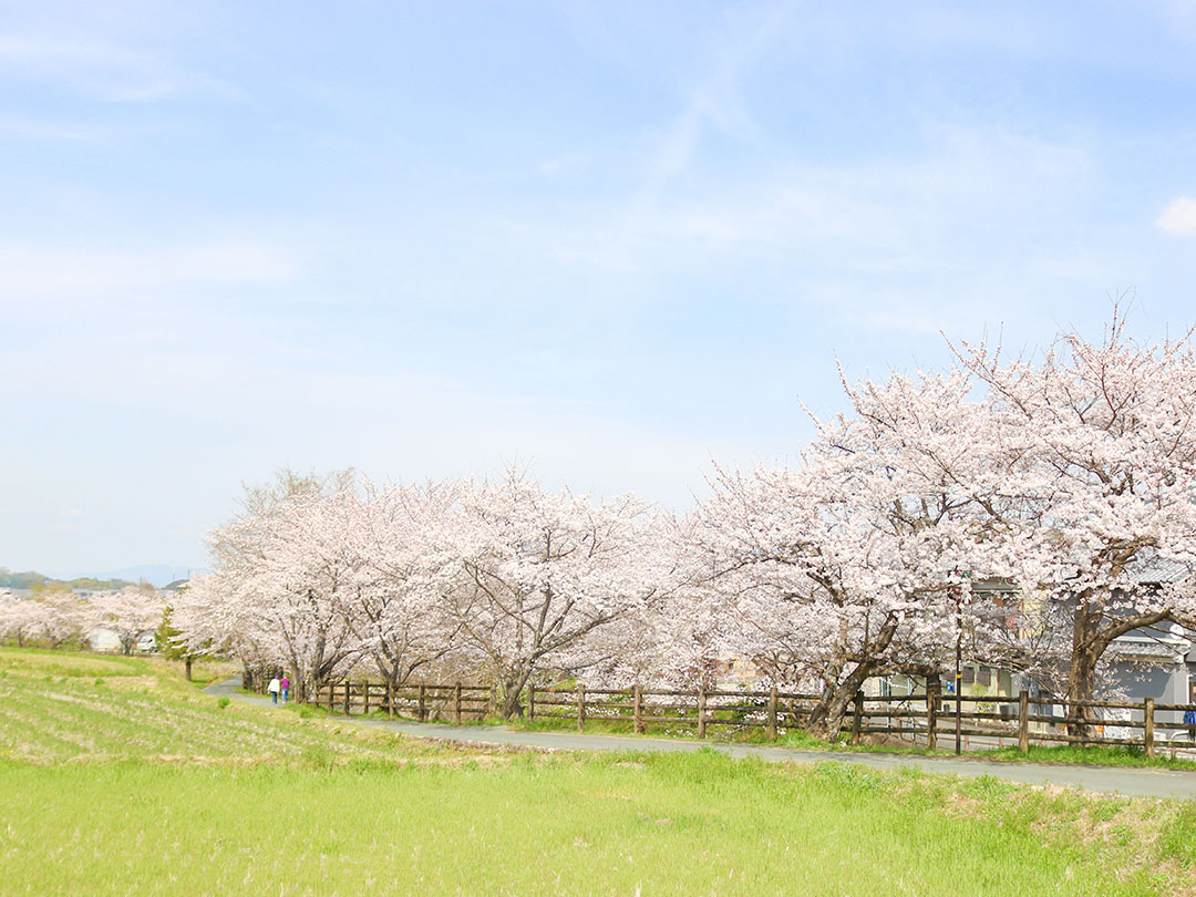 明日香村の桜